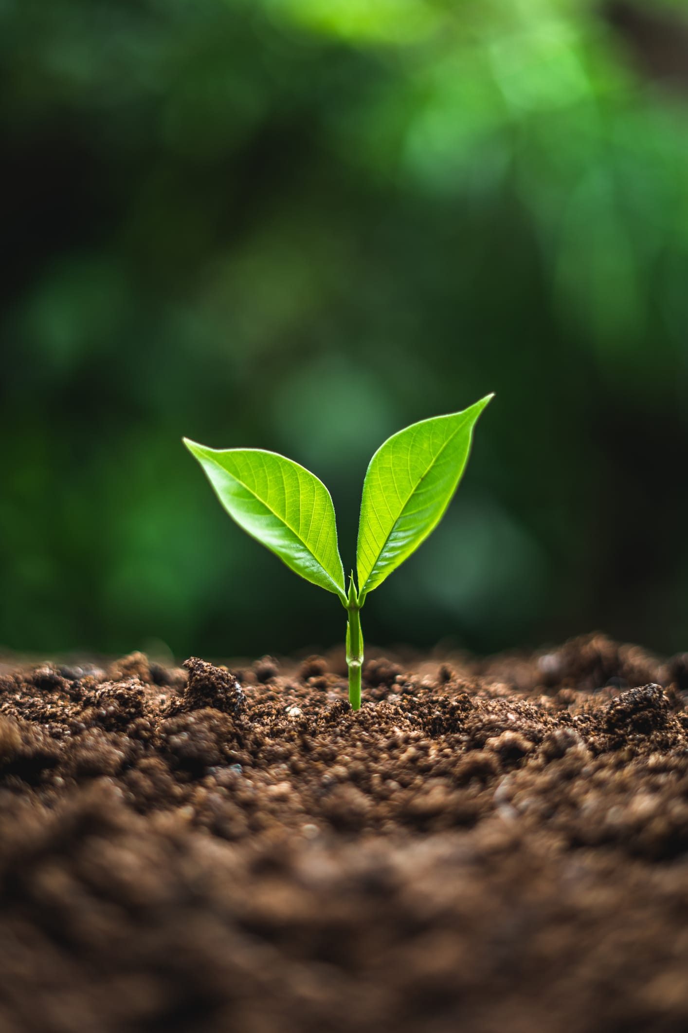A young seedling growing in rich, dark soil
