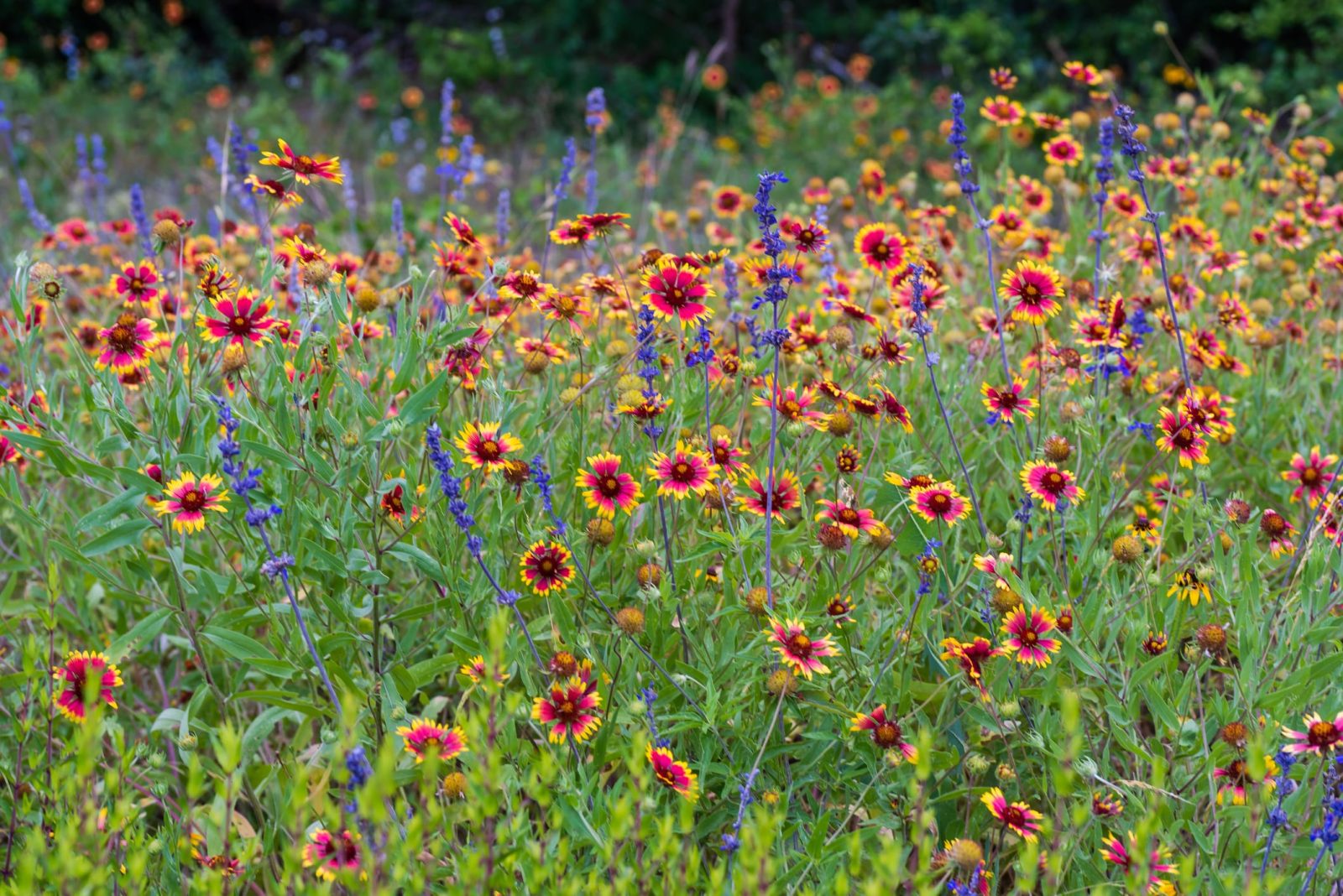 A meadow of wildflowers in full bloom