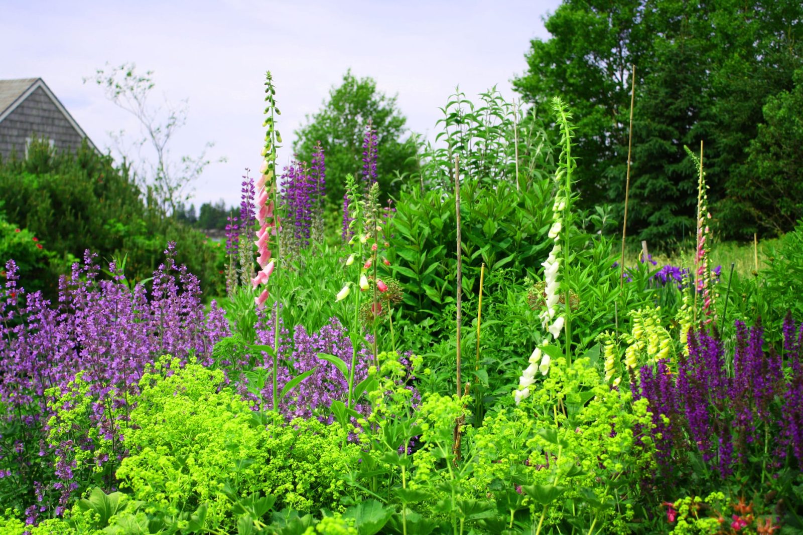 A New England garden of purple lupines and foxgloves in bloom