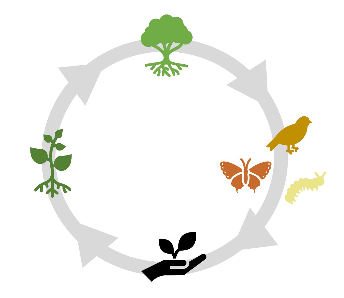 Illustration of the cycle native plants support: a seedling grows into a tree that feeds caterpillars, butterflies and birds